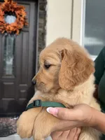 Dark Green, a male Golden Retriever for sale in Galt, CA – 2 of 3