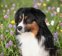 Mitchum AKC Mini American & ASDR Mini Aussie, a male Miniature Australian Shepherd and Miniature American Shepherd for sale in El Dorado, KS – 4 of 8
