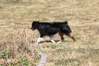 Mitchum AKC Mini American & ASDR Mini Aussie, a male Miniature Australian Shepherd and Miniature American Shepherd for sale in El Dorado, KS – 8 of 8