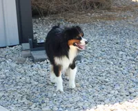 Mitchum AKC Mini American & ASDR Mini Aussie, a male Miniature Australian Shepherd and Miniature American Shepherd for sale in El Dorado, KS – 2 of 8