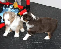 Small Red Tri ASDR Toy Aussie & AKC Miniature American Shepherd, a male Miniature Australian Shepherd and Toy Australian Shepherd for sale in El Dorado, KS – 2 of 7