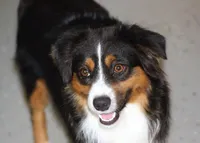 Mitchum AKC Mini American & ASDR Mini Aussie, a male Miniature Australian Shepherd and Miniature American Shepherd for sale in El Dorado, KS – 6 of 8