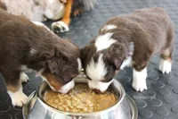 Red Tri w/half collar. AKC MAS & ASDR Mini Aussie, a male Miniature American Shepherd for sale in El Dorado, KS – 2 of 5