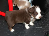 Small Red Tri ASDR Toy Aussie & AKC Miniature American Shepherd, a male Miniature Australian Shepherd and Toy Australian Shepherd for sale in El Dorado, KS – 5 of 7
