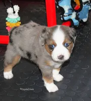 AKC MAS & ASDR Blue Merle, a male Miniature American Shepherd for sale in El Dorado, KS – 5 of 5