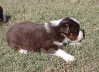 Small Red Tri ASDR Toy Aussie & AKC Miniature American Shepherd, a male Miniature Australian Shepherd and Toy Australian Shepherd for sale in El Dorado, KS – 6 of 7