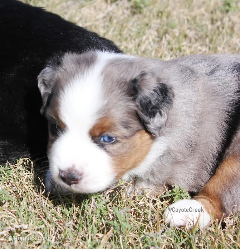 AKC MAS & ASDR Blue Merle – Miniature American Shepherd puppy for sale in El Dorado, KS