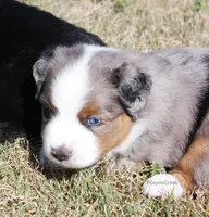 AKC MAS & ASDR Blue Merle, a male Miniature American Shepherd for sale in El Dorado, KS – 1 of 5