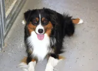 Mitchum AKC Mini American & ASDR Mini Aussie, a male Miniature Australian Shepherd and Miniature American Shepherd for sale in El Dorado, KS – 7 of 8