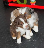 Red Tri w/half collar. AKC MAS & ASDR Mini Aussie, a male Miniature American Shepherd for sale in El Dorado, KS – 3 of 5