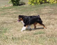 Mitchum AKC Mini American & ASDR Mini Aussie, a male Miniature Australian Shepherd and Miniature American Shepherd for sale in El Dorado, KS – 3 of 8