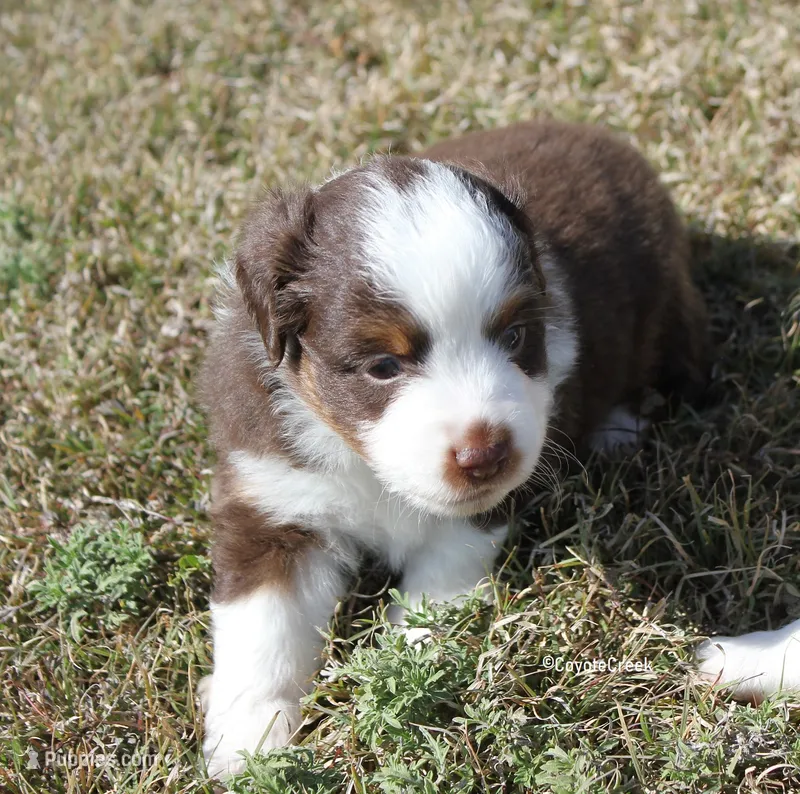 Small Red Tri ASDR Toy Aussie & AKC Miniature American Shepherd – Miniature Australian Shepherd, Toy Australian Shepherd puppy for sale in El Dorado, KS