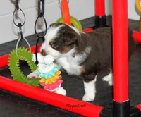 Small Red Tri ASDR Toy Aussie & AKC Miniature American Shepherd, a male Miniature Australian Shepherd and Toy Australian Shepherd for sale in El Dorado, KS – 3 of 7