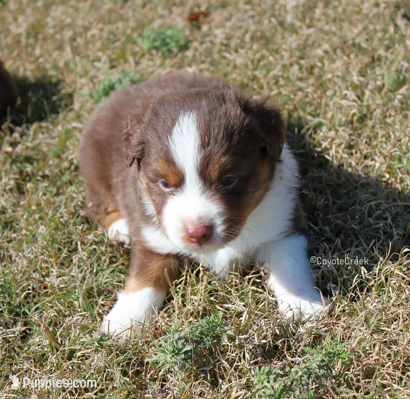 Red Tri w/half collar. AKC MAS & ASDR Mini Aussie – Miniature American Shepherd puppy for sale in El Dorado, KS