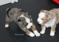 AKC MAS & ASDR Blue Merle, a male Miniature American Shepherd for sale in El Dorado, KS – 3 of 5
