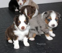 AKC MAS & ASDR Blue Merle, a male Miniature American Shepherd for sale in El Dorado, KS – 2 of 5