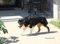 Mitchum AKC Mini American & ASDR Mini Aussie, a male Miniature Australian Shepherd and Miniature American Shepherd for sale in El Dorado, KS – 5 of 8