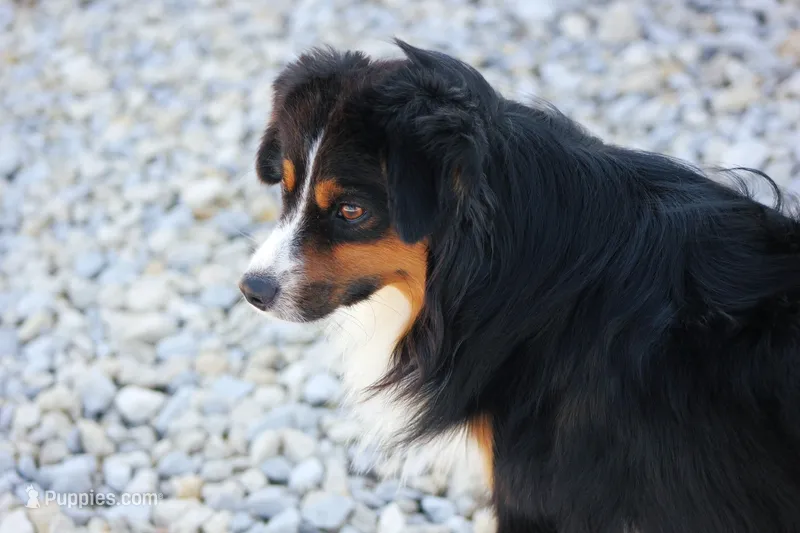 Mitchum AKC Mini American & ASDR Mini Aussie – Miniature Australian Shepherd, Miniature American Shepherd puppy for sale in El Dorado, KS