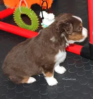 Red Tri w/half collar. AKC MAS & ASDR Mini Aussie, a male Miniature American Shepherd for sale in El Dorado, KS – 5 of 5