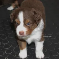 Red Tri w/half collar. AKC MAS & ASDR Mini Aussie, a male Miniature American Shepherd for sale in El Dorado, KS – 4 of 5