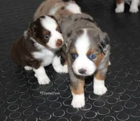 AKC MAS & ASDR Blue Merle, a male Miniature American Shepherd for sale in El Dorado, KS – 4 of 5