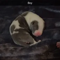 None , a male American Pit Bull Terrier and Cane Corso for sale in Trenton, NJ – Photo 1 of 7