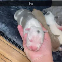 None , a male American Pit Bull Terrier and Cane Corso for sale in Trenton, NJ – Photo 5 of 7