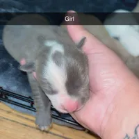 None , a male American Pit Bull Terrier and Cane Corso for sale in Trenton, NJ – Photo 4 of 7