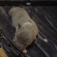 None , a male American Pit Bull Terrier and Cane Corso for sale in Trenton, NJ – Photo 3 of 7