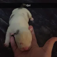 None , a male American Pit Bull Terrier and Cane Corso for sale in Trenton, NJ – Photo 2 of 7