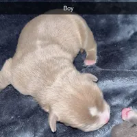 None , a male American Pit Bull Terrier and Cane Corso for sale in Trenton, NJ – Photo 7 of 7