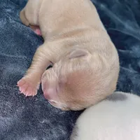 None , a male American Pit Bull Terrier and Cane Corso for sale in Trenton, NJ – Photo 6 of 7