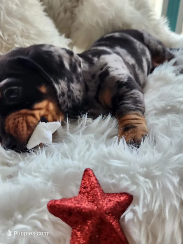 Puppy 2 – Miniature Dachshund puppy for sale in Palm Springs, CA