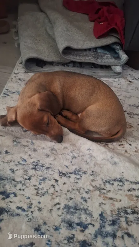 Solo – Miniature Dachshund puppy for sale in Palm Springs, CA
