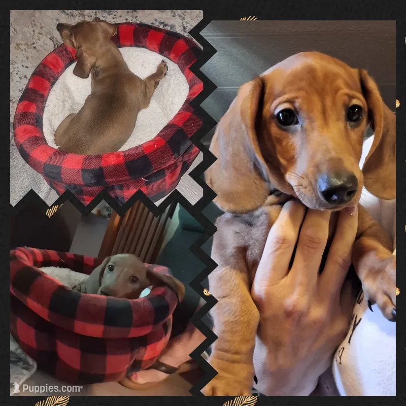 Solo – Miniature Dachshund puppy for sale in Palm Springs, CA