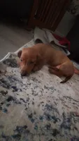 Solo, a male Miniature Dachshund for sale in Palm Springs, CA – 5 of 5