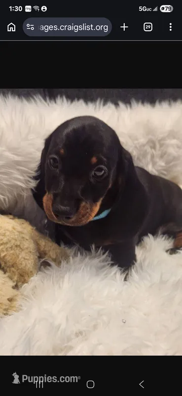 Puppy 5 – Miniature Dachshund puppy for sale in Palm Springs, CA