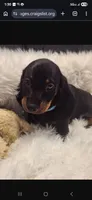 Puppy 5, a male Miniature Dachshund for sale in Palm Springs, CA – 1 of 1