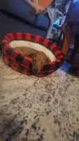 Solo, a male Miniature Dachshund for sale in Palm Springs, CA – 3 of 5
