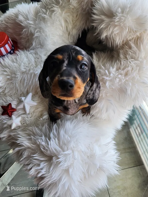 Puppy 1 – Miniature Dachshund puppy for sale in Palm Springs, CA