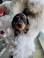 Puppy 1, a female Miniature Dachshund for sale in Palm Springs, CA – 1 of 2