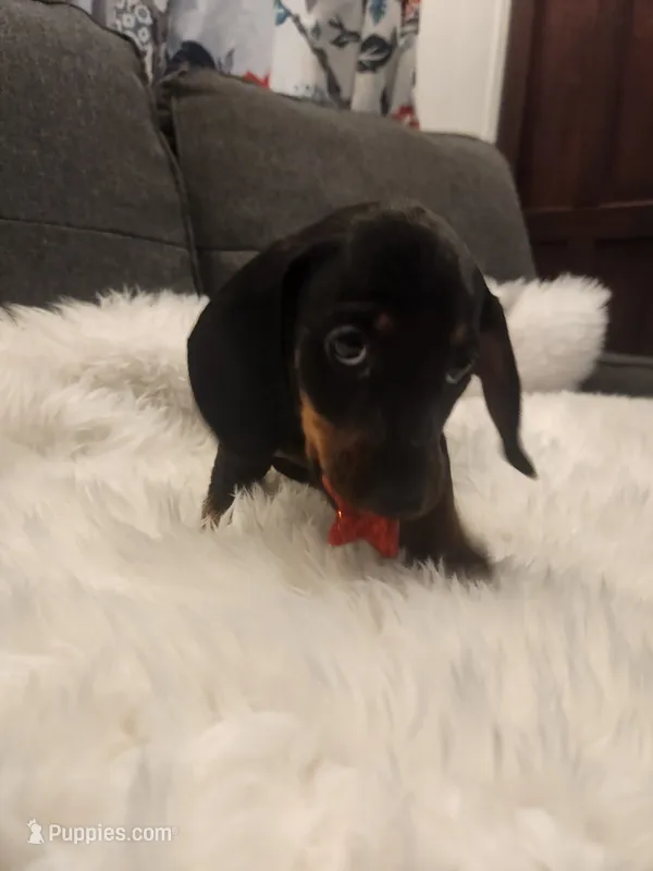 Puppy 4 – Miniature Dachshund puppy for sale in Palm Springs, CA