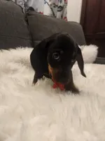Puppy 4, a female Miniature Dachshund for sale in Palm Springs, CA – 1 of 1