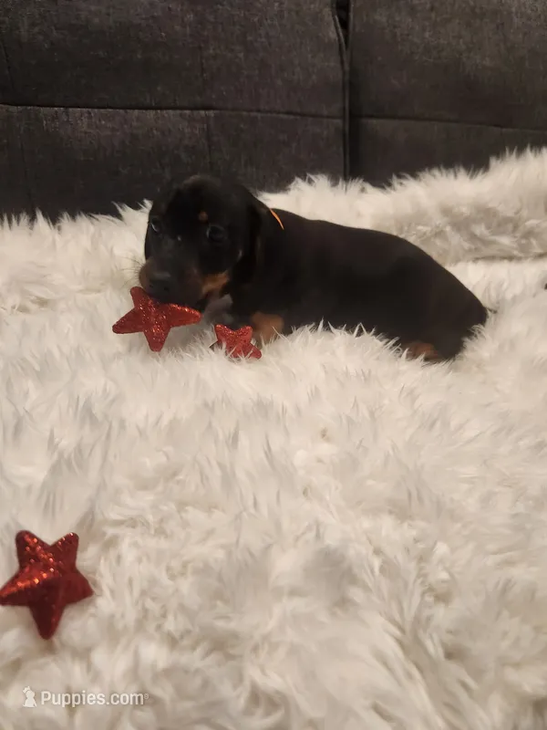 Puppy 3 – Miniature Dachshund puppy for sale in Palm Springs, CA