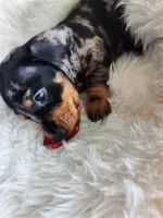 Puppy 1, a female Miniature Dachshund for sale in Palm Springs, CA – 2 of 2