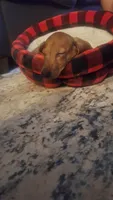 Solo, a male Miniature Dachshund for sale in Palm Springs, CA – 4 of 5