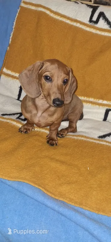 Moe – Miniature Dachshund puppy for sale in Palm Springs, CA