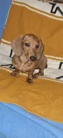 Moe, a male Miniature Dachshund for sale in Palm Springs, CA – 1 of 1