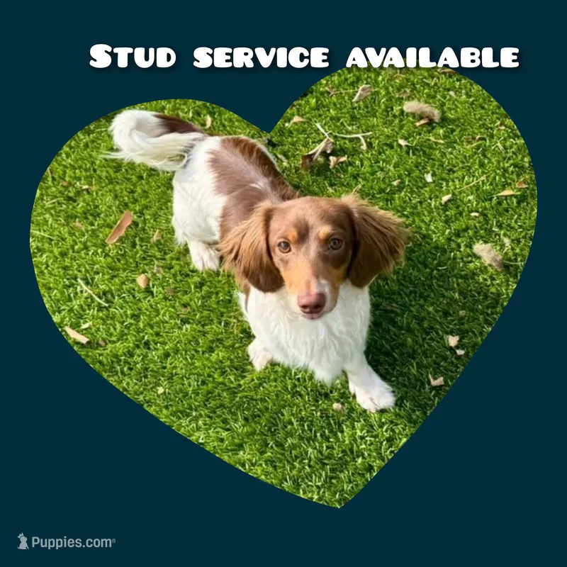 Popeye – Miniature Dachshund puppy for sale in Palm Springs, CA