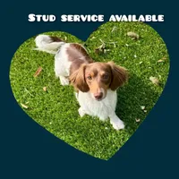 Popeye, a male Miniature Dachshund for sale in Palm Springs, CA – 1 of 1